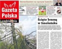 Ścięto „pancerną brzozę” 