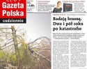 Smoleńsk: Zbadali „pancerną brzozę” 