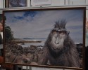 Wernisaż wystawy „Fotografia dzikiej przyrody” [ZDJĘCIA]