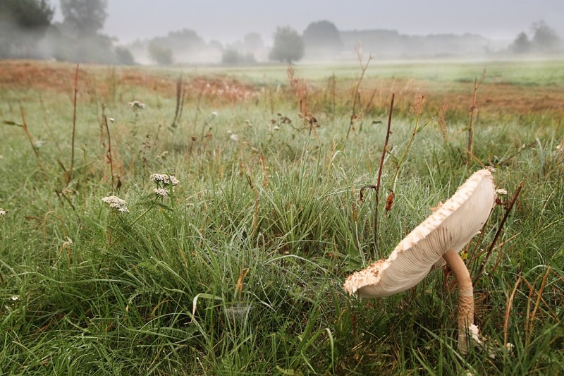 Elżbieta Komarzyńska, Na grzyby