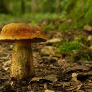 Konkurs fotograficzny dla amatorów grzybobrania