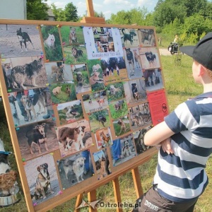 Ostrołęka: Piknik rodzinny „Przybij piątkę z psem” [ZDJĘCIA]