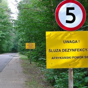 Nieoprocentowana pożyczka dla producentów świń z terenów ASF
