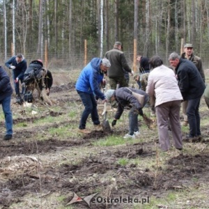Ostrołęccy samorządowcy posadzili około 700 dębów [ZDJĘCIA]