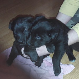 Szukamy nowego domu dla kilkutygodniowych szczeniaczków [ZDJĘCIA]