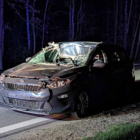 Niebezpieczne zderzenie w Czerwinie. Auto zderzyło się z łosiem [ZDJĘCIA]