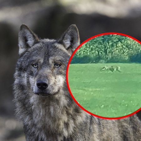 W tej wsi pojawiły się wilki. Sołectwo apeluje o ostrożność. "Uwaga!"