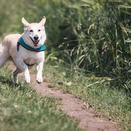 Obroża czy szelki dla psa – co wybrać?