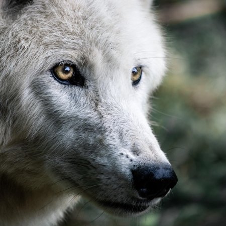 PILNE: Wilki w gminie Baranowo. Wójt wydaje oficjalne ostrzeżenie