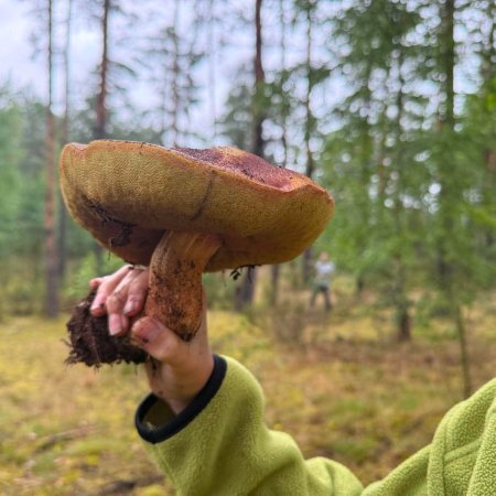 Grzybiarze ruszyli do kurpiowskich lasów. Czekają takie okazy! [WIDEO, ZDJĘCIA]
