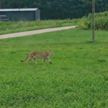 Puma pod Ostrołęką? Nieoczekiwany zwrot akcji! Jest nowy komunikat