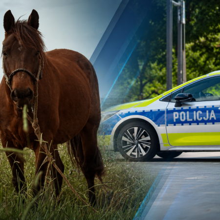 Nietypowa interwencja w Ostrołęce. Policja kontra... konie
