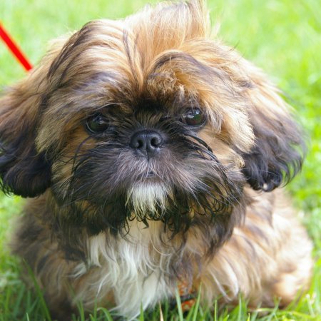 Kopnął psa rasy shih-tzu. Zwierzę doznało poważnych obrażeń