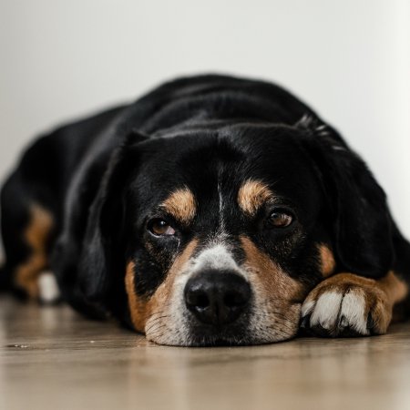 Pies wyrzucony z czwartego piętra. Łukasz J. stanie przed sądem