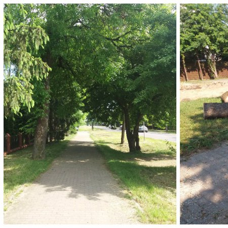Wycięte drzewa przy przebudowie Goworowskiej. Urząd Miasta odpowiada: Planujemy nowe nasadzenia