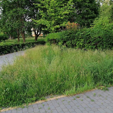Interwencja Czytelnika: "Park w Wojciechowicach zaczyna przypominać dżunglę" [ZDJĘCIA]