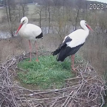 Bociany już w Ostrołęce! Transmisja prosto z gniazda [WIDEO]