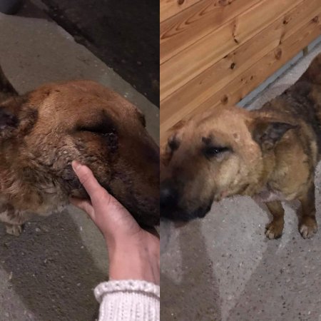 Porzucił schorowanego psa na lokalnej drodze i odjechał [ZDJĘCIA]